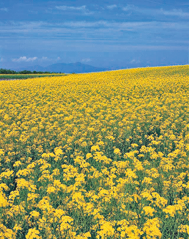 ●横滨町在5月会迎来油菜花季，可赏到一望无际的油菜花田景致。