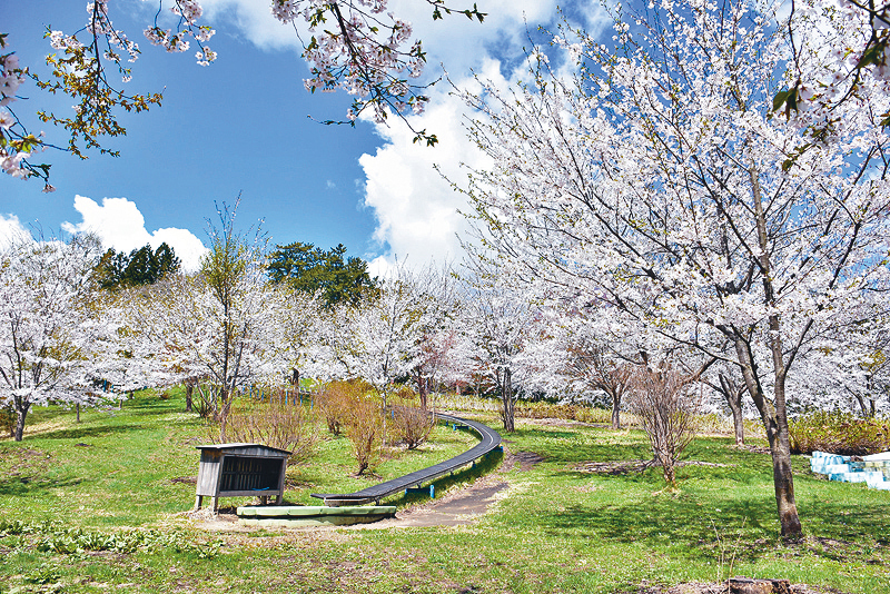 ●来到津轻富士见湖旁边的鹤之舞桥一带，可赏到醉人樱色。