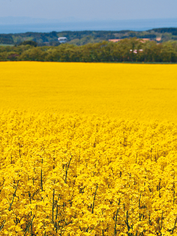 ●横滨町在5月会迎来油菜花季，可赏到一望无际的油菜花田景致。
