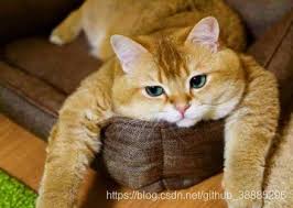 image-alt-text-from-upload-edit-2ndtimes