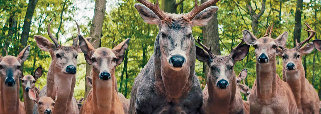 发出讯息■阿妹一早见到鹿群离开，但父母冇理佢。