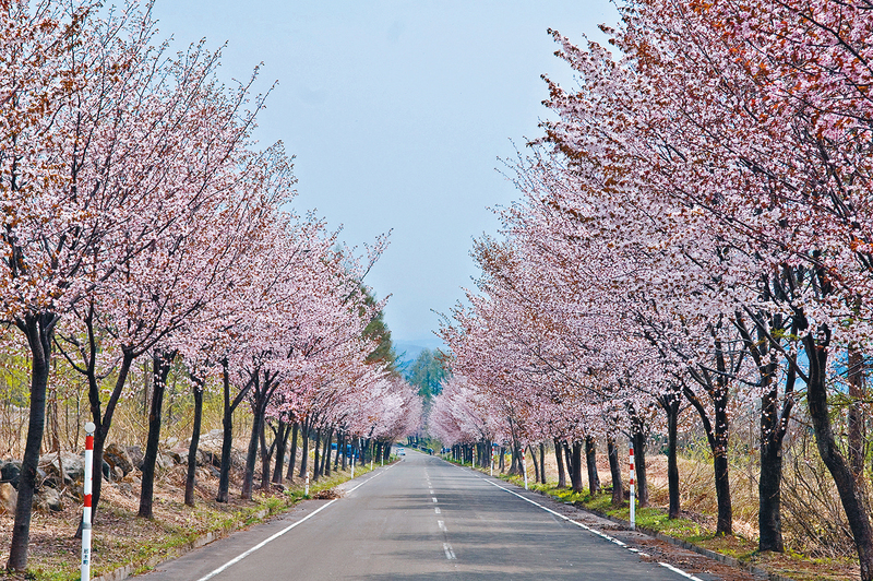 ●长约二十公里的世界最长樱花大道，在樱花花季当然成为打卡热点。