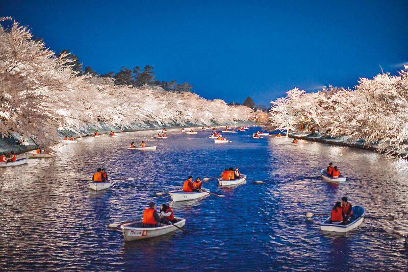 ●在弘前公园可泛舟欣赏夜樱。
