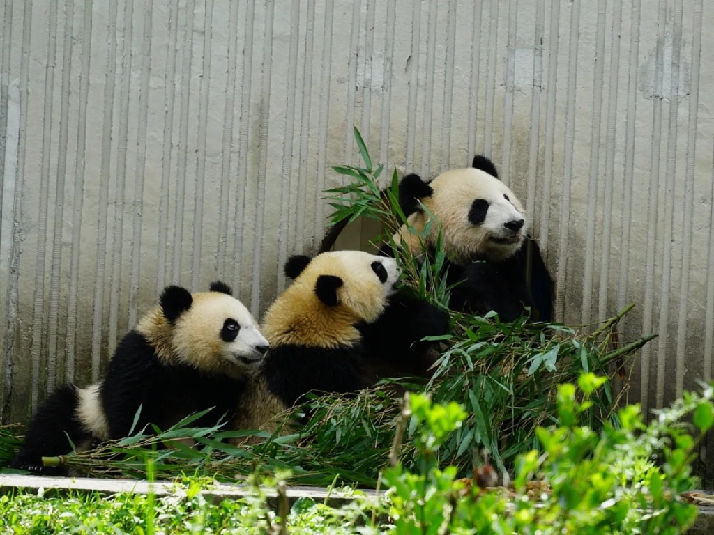 试-图片大少是150cm