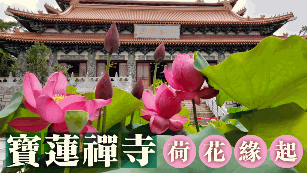 寶蓮禪寺荷花展 2023 | 星島頭條
